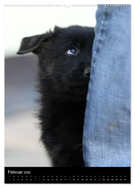 Produktbild: Deutscher Sch&auml;ferhund (Wandkalender 2026 DIN A2 hoch), CALVENDO Monatskalender