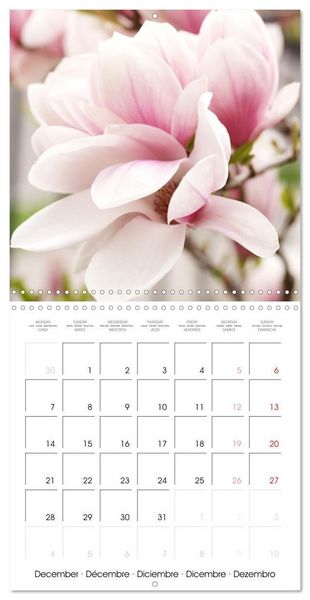 Produktbild: Kruse, G: Floraison des magnolias (Calendrier mural carr&eacute; 20