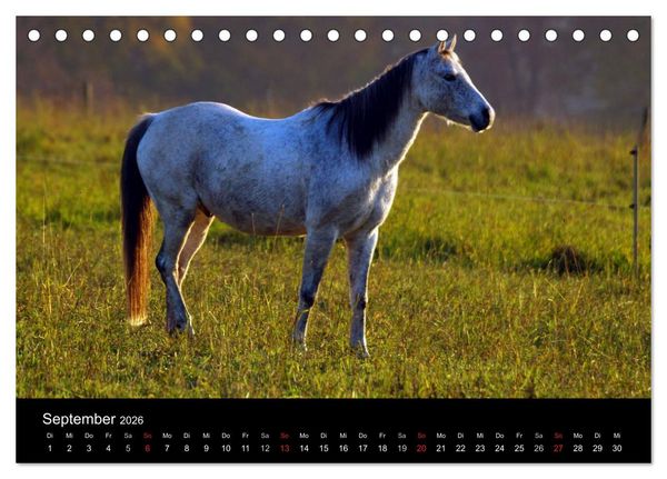 Produktbild: Faszination Pferde (Tischkalender 2026 DIN A5 quer), CALVENDO Monatskalender
