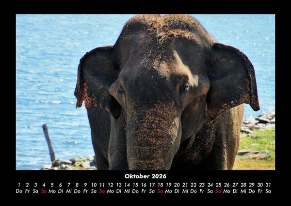 Produktbild: Elefanten - Die sanften Riesen Afrikas 2026 Fotokalender DIN A3