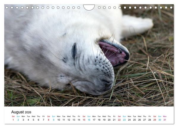 Produktbild: Grey Seal Pups of Donna Nook (Wall Calendar 2026 DIN A4 landscape), CALVENDO 12 Month Wall Calendar