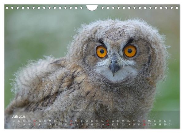 Produktbild: Eulen-Kalender (Wandkalender 2026 DIN A4 quer), CALVENDO Monatskalender