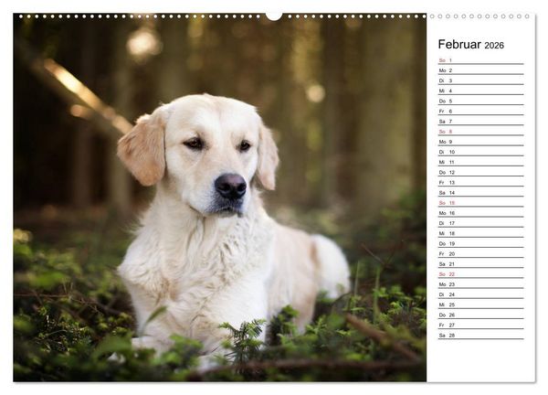 Produktbild: Goldig durch das Jahr! (hochwertiger Premium Wandkalender 2026 DIN A2 quer), Kunstdruck in Hochglanz