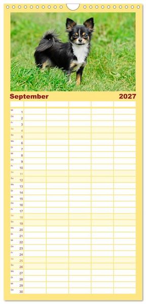 Produktbild: Familienplaner 2027 - Enegieb&uuml;ndel Chihuahua - Temperament auf vier Pfoten mit 5 Spalten (Wandkalender, 21 x 45 cm) CALVENDO