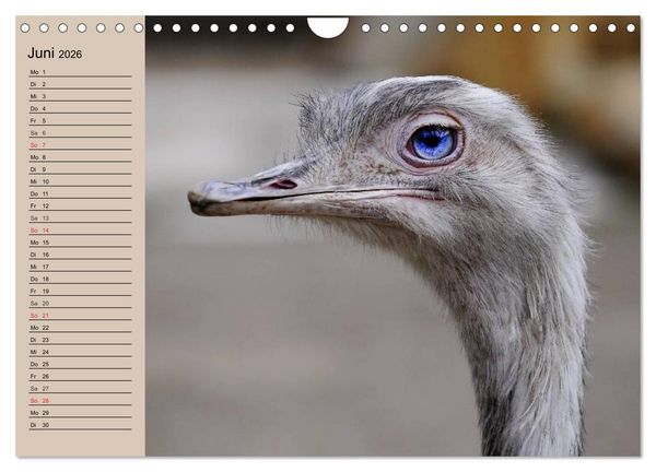 Produktbild: Vogel Strau&szlig;. Imposanter Riese und L&auml;ufer (Wandkalender 2026 DIN A4 quer), CALVENDO Monatskalender