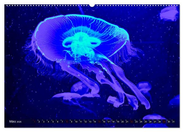 Produktbild: In der Welt der Medusen (Wandkalender 2026 DIN A2 quer), CALVENDO Monatskalender
