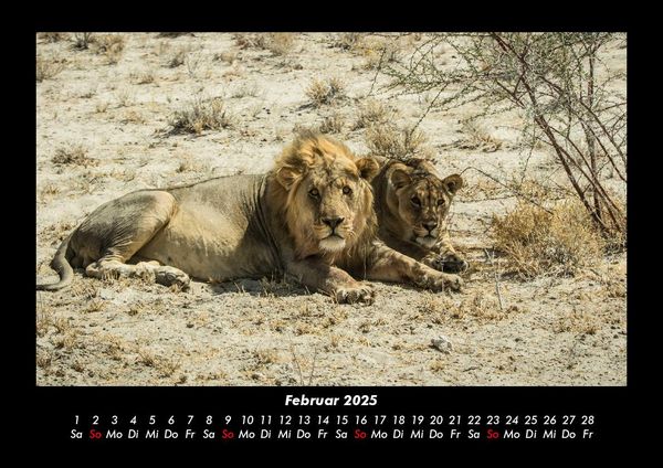 Produktbild: Tiere in der Wildnis 2025 Fotokalender DIN A3