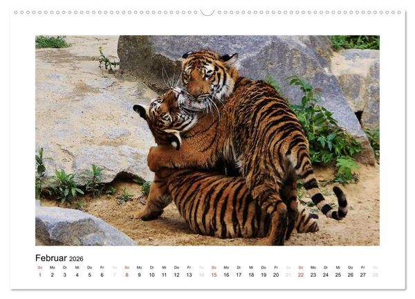 Produktbild: Tiger 2026 (hochwertiger Premium Wandkalender 2026 DIN A2 quer), Kunstdruck in Hochglanz