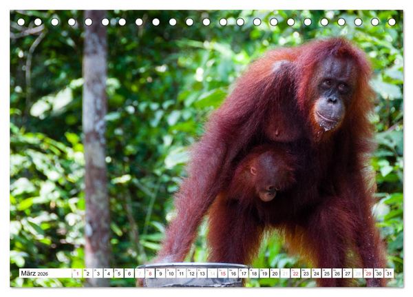 Produktbild: Orang Utans von Borneo Tierkalender 2026 (Tischkalender 2026 DIN A5 quer), CALVENDO Monatskalender