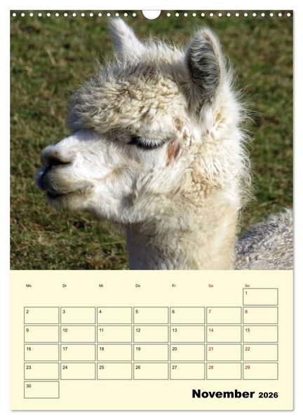 Produktbild: Alpakas erleben (Wandkalender 2026 DIN A3 hoch), CALVENDO Monatskalender