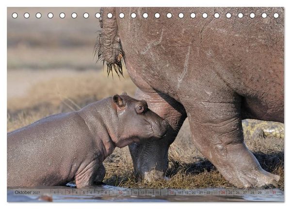 Produktbild: Flusspferde Magie des Augenblicks - Hippos in Afrika (Tischkalender 2027 DIN A5 quer), CALVENDO Monatskalender