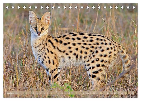 Produktbild: Raubkatzen: Geschmeidige J&auml;ger (Tischkalender 2026 DIN A5 quer), CALVENDO Monatskalender