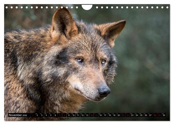 Produktbild: Wolves, Wild Spirits (Wall Calendar 2026 DIN A4 landscape), CALVENDO 12 Month Wall Calendar