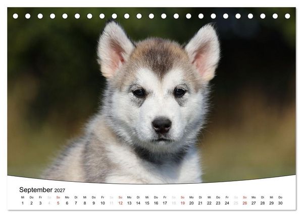 Produktbild: Welpen - Puppies (Tischkalender 2027 DIN A5 quer), CALVENDO Monatskalender