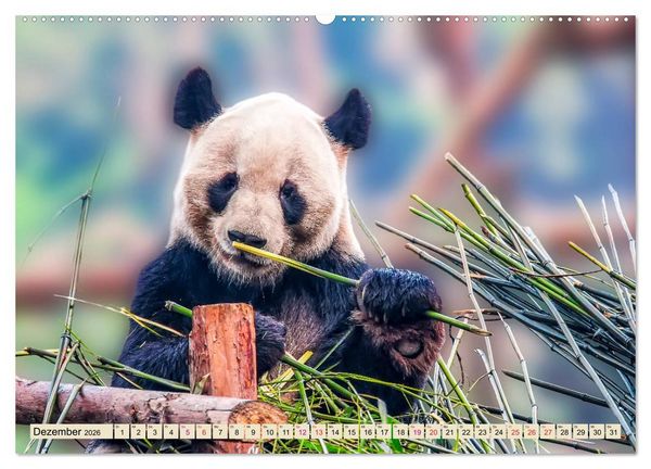 Produktbild: Niedlicher Panda (hochwertiger Premium Wandkalender 2026 DIN A2 quer), Kunstdruck in Hochglanz
