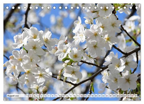 Produktbild: Die Kirschbl&uuml;te in Japan (Tischkalender 2026 DIN A5 quer), CALVENDO Monatskalender