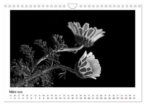 Produktbild: Die grafische Sch&ouml;nheit der Pflanzen &ndash; Schwarz-Wei&szlig; (Wandkalender 2026 DIN A4 quer), CALVENDO Monatskalender