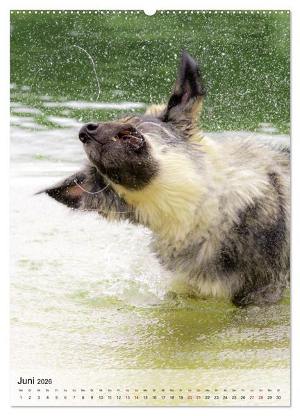 Produktbild: Witzige Hunde (hochwertiger Premium Wandkalender 2026 DIN A2 hoch), Kunstdruck in Hochglanz