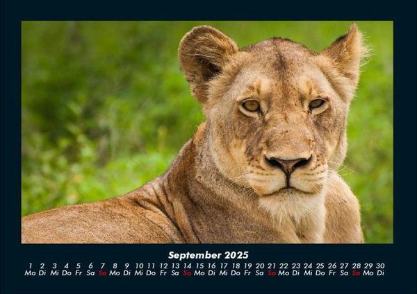 Produktbild: Der Tierkalender 2025 Fotokalender DIN A4
