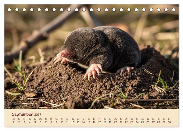 Produktbild: Im Reich der Tunnelbauer - Maulw&uuml;rfe und Nacktmulle, Leben im Verborgenen (Tischkalender 2027 DIN A5 quer), CALVENDO Monatskalender