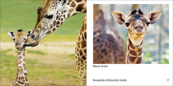 Produktbild: Tierbabys &ndash; Book To Go