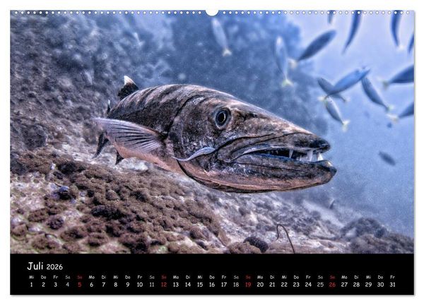Produktbild: Die Welt unter Wasser (Wandkalender 2026 DIN A2 quer), CALVENDO Monatskalender