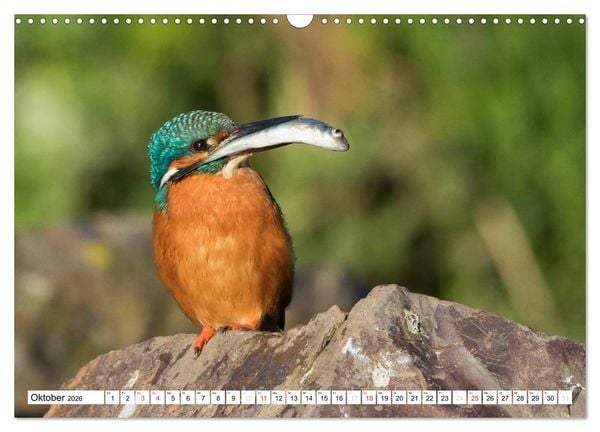 Produktbild: Faszination Eisvogel (Wandkalender 2026 DIN A3 quer), CALVENDO Monatskalender