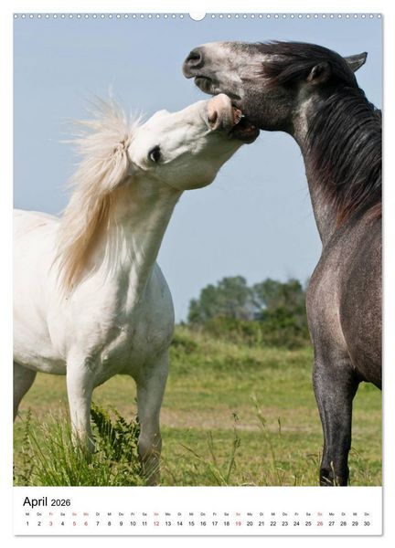 Produktbild: Camargue Pferde - wei&szlig;e M&auml;hnen (hochwertiger Premium Wandkalender 2026 DIN A2 hoch), Kunstdruck in Hochglanz