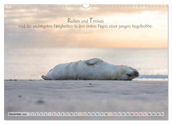 Produktbild: Kegelrobben auf der Insel D&uuml;ne (Wandkalender 2026 DIN A3 quer), CALVENDO Monatskalender