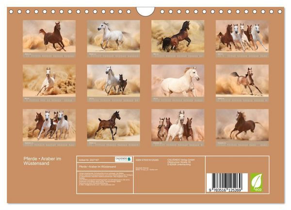 Produktbild: Pferde &bull; Araber im W&uuml;stensand (Wandkalender 2026 DIN A4 quer), CALVENDO Monatskalender