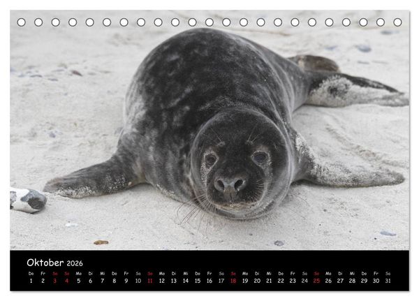 Produktbild: Kegelrobben und Seehunde (Tischkalender 2026 DIN A5 quer), CALVENDO Monatskalender