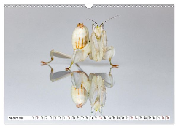 Produktbild: Queens of the Insect World (Wall Calendar 2026 DIN A3 landscape), CALVENDO 12 Month Wall Calendar