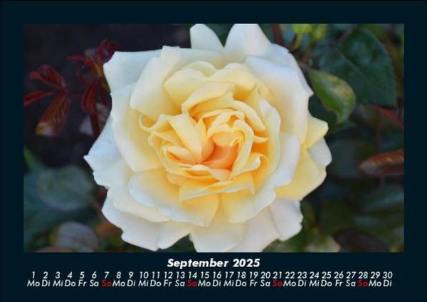 Produktbild: Rosentraum 2025 Fotokalender DIN A5