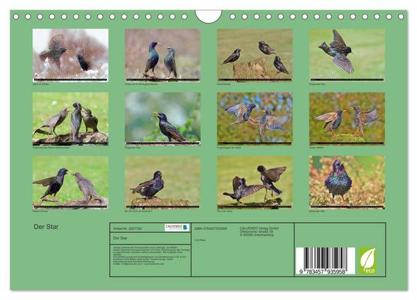 Produktbild: Der Star (Wandkalender 2026 DIN A4 quer), CALVENDO Monatskalender