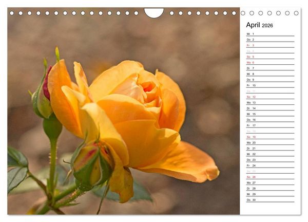 Produktbild: Zauberhafte Rosen (Wandkalender 2026 DIN A4 quer), CALVENDO Monatskalender