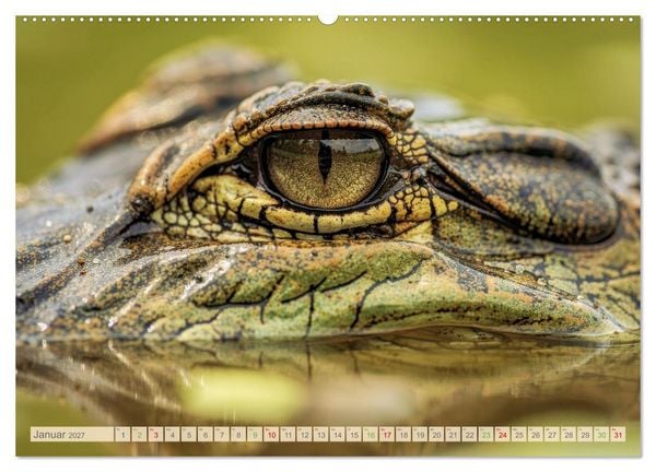 Produktbild: Die Augen der Wildnis (hochwertiger Premium Wandkalender 2027 DIN A2 quer), Kunstdruck in Hochglanz