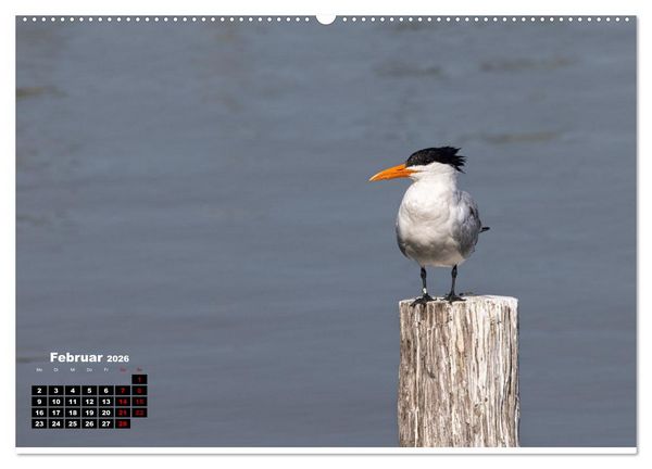 Produktbild: Floridas wunderbare Vogelwelt (hochwertiger Premium Wandkalender 2026 DIN A2 quer), Kunstdruck in Hochglanz