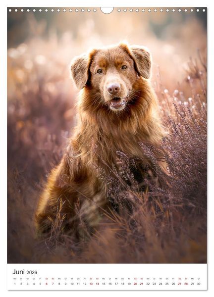 Produktbild: Hunde - Unsere treuen Wegbegleiter. (Wandkalender 2026 DIN A3 hoch), CALVENDO Monatskalender