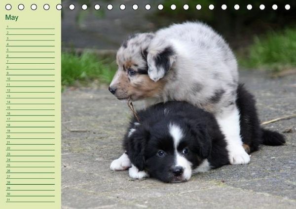 Produktbild: Puppies Birthday Calendar / UK-Version (Table Calendar perpetual DIN A5 Landscape)