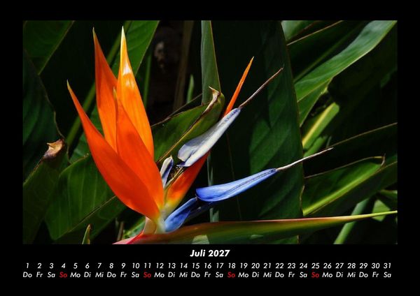 Produktbild: Blumentr&auml;ume 2027 Fotokalender DIN A3