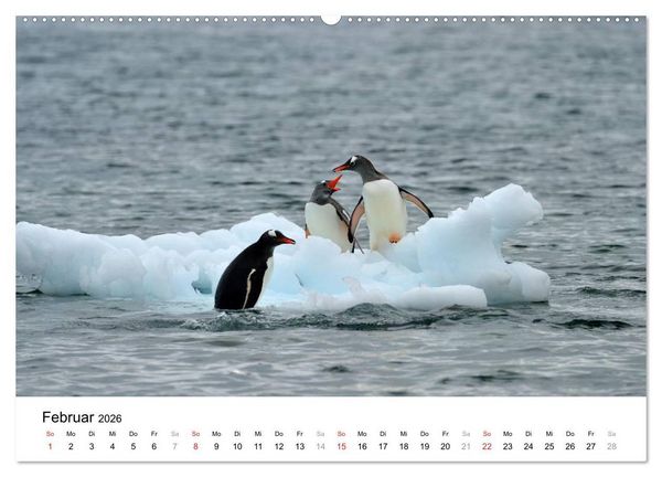 Produktbild: Im Reich der Pinguine (hochwertiger Premium Wandkalender 2026 DIN A2 quer), Kunstdruck in Hochglanz