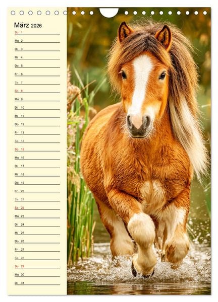 Produktbild: Zauber der Ponys. Kleine Pferde in der Natur (Wandkalender 2026 DIN A4 hoch), CALVENDO Monatskalender