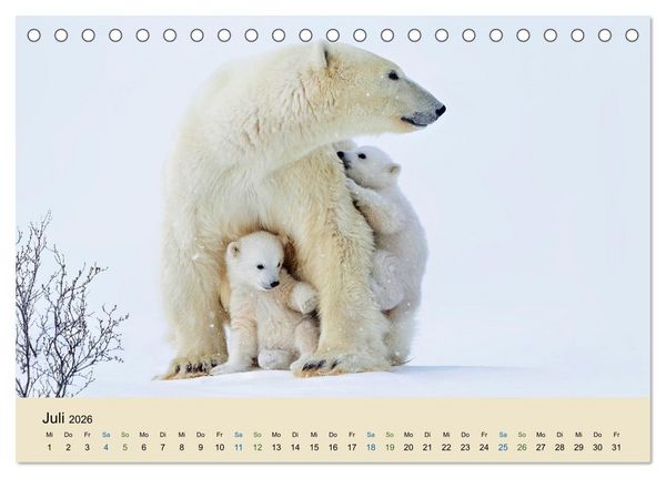 Produktbild: Tierkinder in Eis und Schnee (Tischkalender 2026 DIN A5 quer), CALVENDO Monatskalender