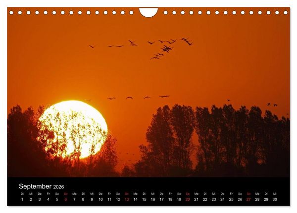 Produktbild: Kranich-Land Brandenburg (Wandkalender 2026 DIN A4 quer), CALVENDO Monatskalender