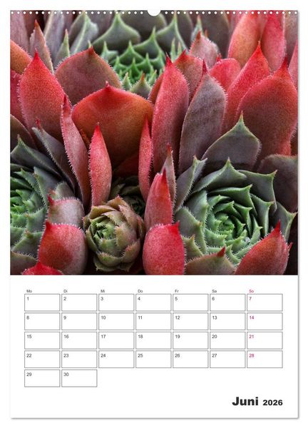 Produktbild: Ich liebe Sempervivum (hochwertiger Premium Wandkalender 2026 DIN A2 hoch), Kunstdruck in Hochglanz