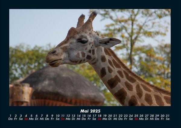 Produktbild: Tiere im Zoo 2025 Fotokalender DIN A4