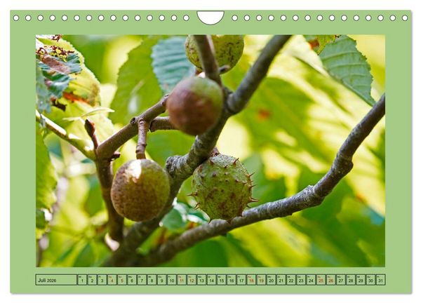 Produktbild: Faszination Stadtpark Odense (Wandkalender 2026 DIN A4 quer), CALVENDO Monatskalender