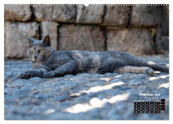 Produktbild: Katzen von Rhodos - Kleine G&ouml;tter auf vier Pfoten (hochwertiger Premium Wandkalender 2026 DIN A2 quer), Kunstdruck in Hochglanz