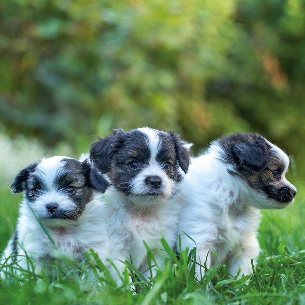 Produktbild: Hundewelpen / Puppy Dogs 2027