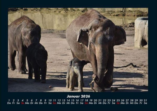 Produktbild: Elefanten 2026 Fotokalender DIN A4